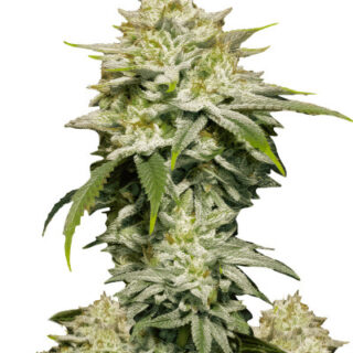 Сорт Gorilla Cookies FF fem (FastBuds)