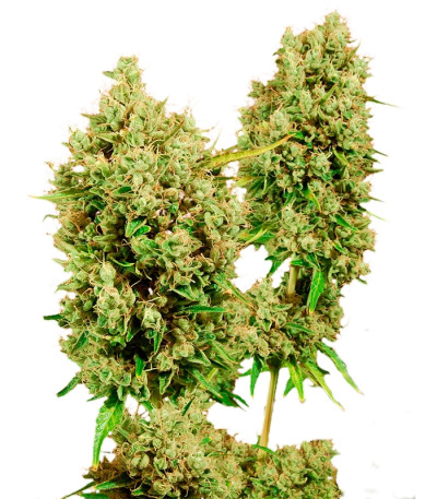 Сорт LSD fem (Barney's Farm) Сорт LSD fem (Barney's Farm)