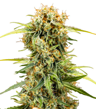 Сорт Medusa F1 Auto fem (RQS) Сорт Medusa F1 Auto fem (RQS)