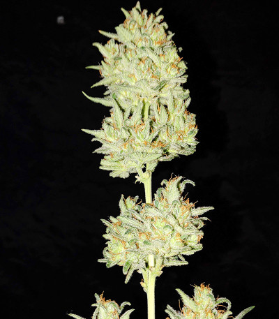 Сорт Original Auto OG Kush fem (FastBuds) Сорт Original Auto OG Kush fem (FastBuds) — изображение 3