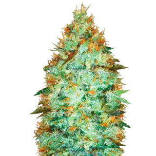 Сорт Original Limonade Skunk fem (Victory Seeds) Сорт Original Limonade Skunk fem (Victory Seeds)