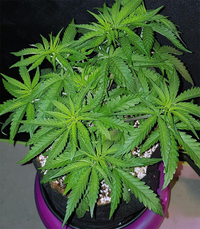 Сорт Peyote Critical fem (Barney's Farm) Сорт Peyote Critical fem (Barney's Farm) — изображение 3