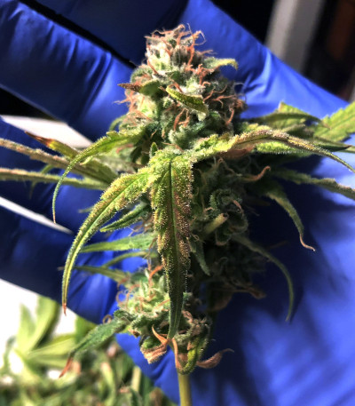 Сорт Peyote Critical fem (Barney's Farm) Сорт Peyote Critical fem (Barney's Farm) — изображение 4