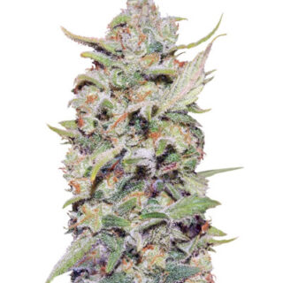 Сорт Peyote Critical fem (Barney's Farm)