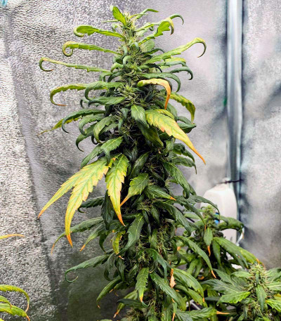 Сорт Royal Runtz fem (RQS) Сорт Royal Runtz fem (RQS) — изображение 3
