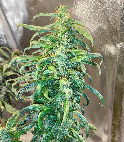 Сорт Royal Runtz fem (RQS) Сорт Royal Runtz fem (RQS) — изображение 5