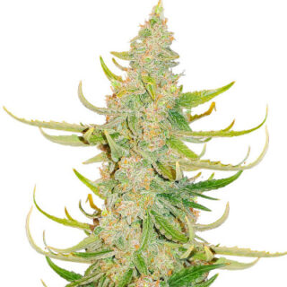 Сорт Titan F1 Auto fem (RQS)