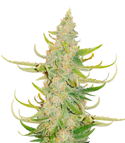 Сорт Titan F1 Auto fem (RQS) Сорт Titan F1 Auto fem (RQS)
