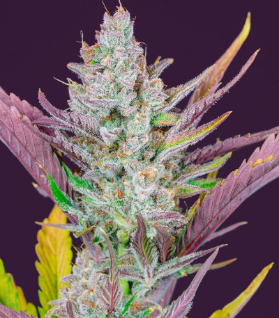 Сорт Wedding Glue Auto fem (FastBuds) Сорт Wedding Glue Auto fem (FastBuds) — изображение 3