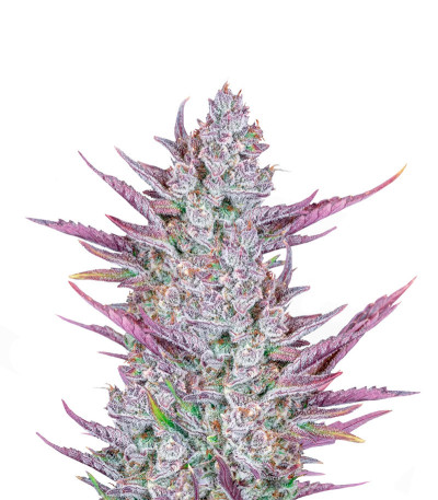 Сорт Wedding Glue Auto fem (FastBuds) Сорт Wedding Glue Auto fem (FastBuds)