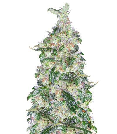 Сорт Sativa Mix fem (Herbies Seeds) Сорт Sativa Mix fem (Herbies Seeds) — изображение 5