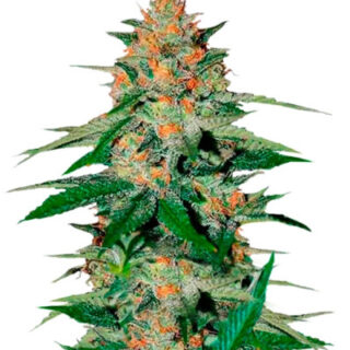 Сорт Delicious Candy regular (Delicious Seeds) Сорт Delicious Candy regular (Delicious Seeds)