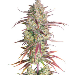Сорт Frostbanger Auto fem (FastBuds)