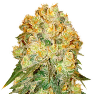 Сорт Marmalate regular (Delicious Seeds) Сорт Marmalate regular (Delicious Seeds)