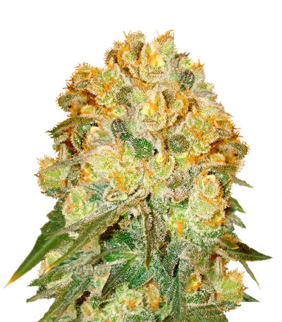 Сорт Marmalate regular (Delicious Seeds) Сорт Marmalate regular (Delicious Seeds)