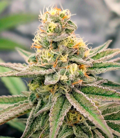 Сорт Super Boof fem (Barney's Farm) Сорт Super Boof fem (Barney's Farm) — изображение 3