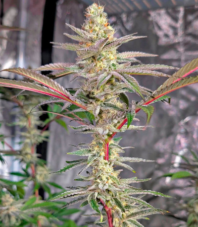 Сорт Super Boof fem (Barney's Farm) Сорт Super Boof fem (Barney's Farm) — изображение 4