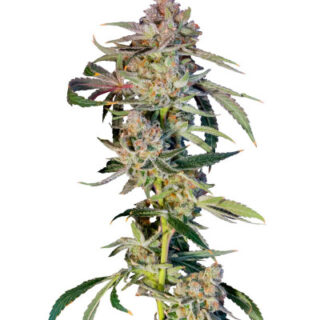 Сорт Super Boof fem (Barney's Farm)