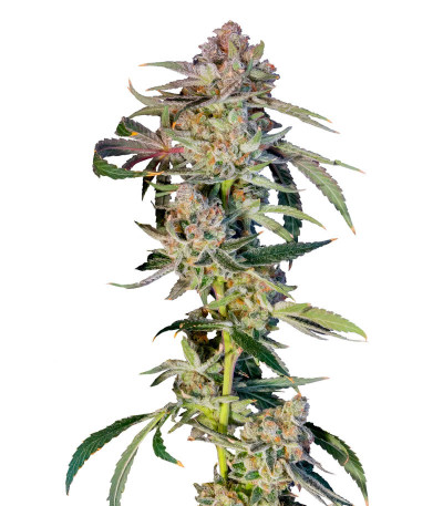 Сорт Super Boof fem (Barney's Farm) Сорт Super Boof fem (Barney's Farm)