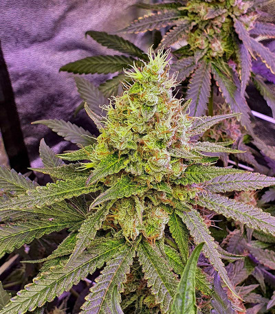 Сорт Super Lemon Haze x GMO fem (GHS) Сорт Super Lemon Haze x GMO fem (GHS) — изображение 3