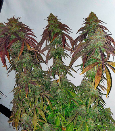Сорт Super Lemon Haze x GMO fem (GHS) Сорт Super Lemon Haze x GMO fem (GHS) — изображение 4