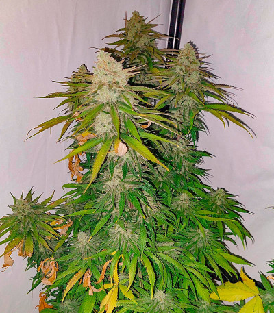Сорт Super Lemon Haze x GMO fem (GHS) Сорт Super Lemon Haze x GMO fem (GHS) — изображение 6