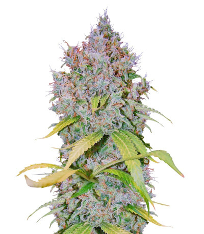 Сорт Super Lemon Haze x GMO fem (GHS) Сорт Super Lemon Haze x GMO fem (GHS)