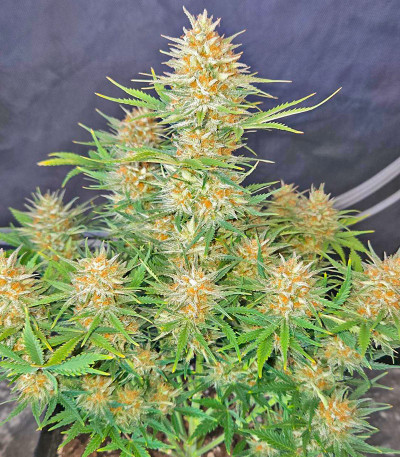 Сорт Z-Up Auto fem (FastBuds) Сорт Z-Up Auto fem (FastBuds) — изображение 4