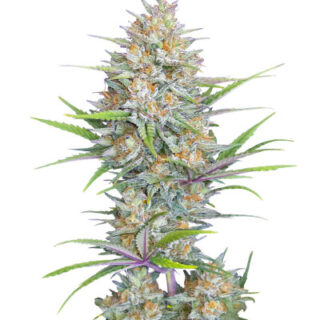 Сорт Z-Up Auto fem (FastBuds) Сорт Z-Up Auto fem (FastBuds)
