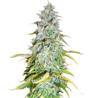 Сорт Amnesia Haze Automatic fem (RQS)