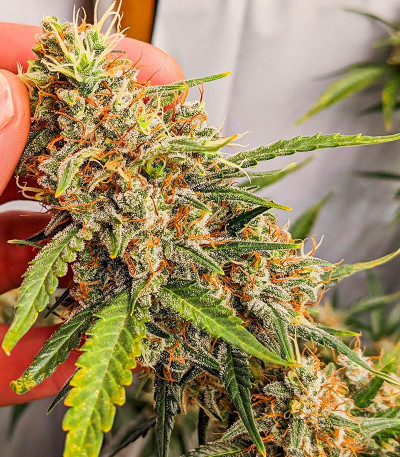 Сорт Amnesia Zkittlez Auto fem (FastBuds) Сорт Amnesia Zkittlez Auto fem (FastBuds) — изображение 4