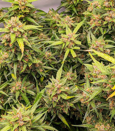 Сорт Amnesia Zkittlez Auto fem (FastBuds) Сорт Amnesia Zkittlez Auto fem (FastBuds) — изображение 5