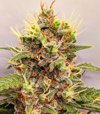 Сорт Amnesia Zkittlez Auto fem (FastBuds) Сорт Amnesia Zkittlez Auto fem (FastBuds) — изображение 6