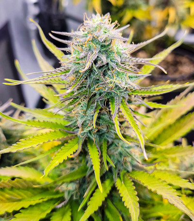 Сорт Amnesia Zkittlez Auto fem (FastBuds) Сорт Amnesia Zkittlez Auto fem (FastBuds) — изображение 7
