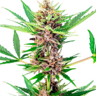 Сорт Amnesia Zkittlez Auto fem (FastBuds) Сорт Amnesia Zkittlez Auto fem (FastBuds)