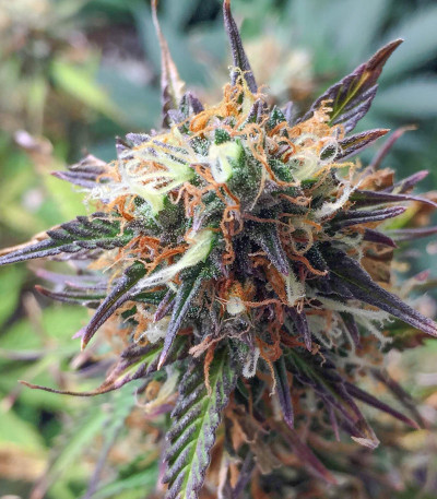 Сорт Auto New York City fem (Pyramid Seeds) Сорт Auto New York City fem (Pyramid Seeds) — изображение 5