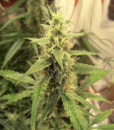 Сорт Auto New York City fem (Pyramid Seeds) Сорт Auto New York City fem (Pyramid Seeds) — изображение 6