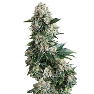 Сорт Auto New York City fem (Pyramid Seeds)