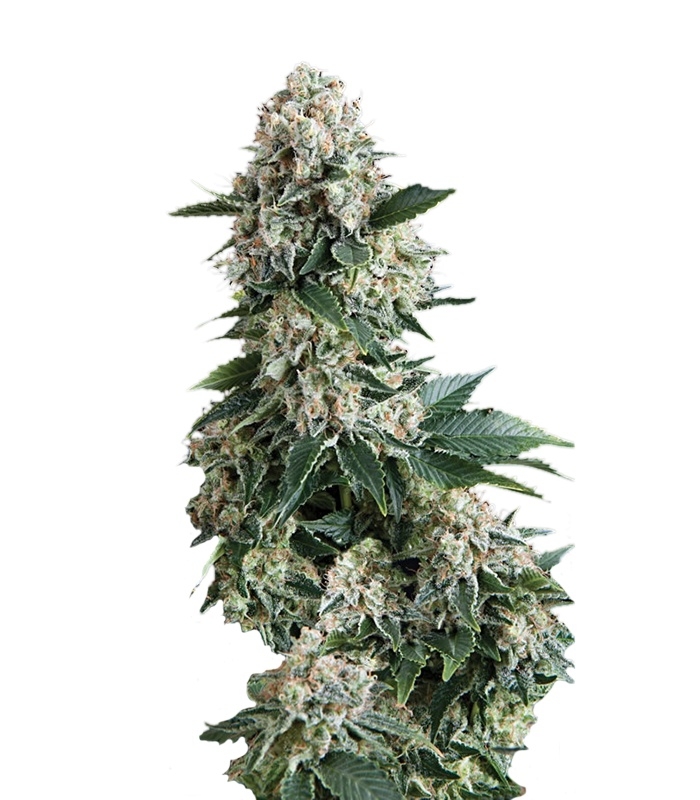 Сорт Auto New York City fem (Pyramid Seeds) Сорт Auto New York City fem (Pyramid Seeds)