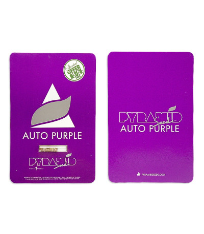 Сорт Auto Purple fem (Pyramid Seeds) Сорт Auto Purple fem (Pyramid Seeds) — изображение 2