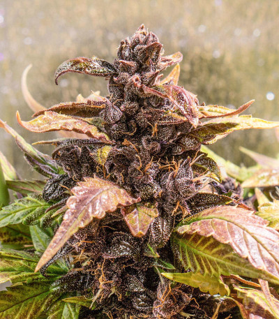 Сорт Auto Purple fem (Pyramid Seeds) Сорт Auto Purple fem (Pyramid Seeds) — изображение 5