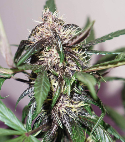 Сорт Auto Purple fem (Pyramid Seeds) Сорт Auto Purple fem (Pyramid Seeds) — изображение 7