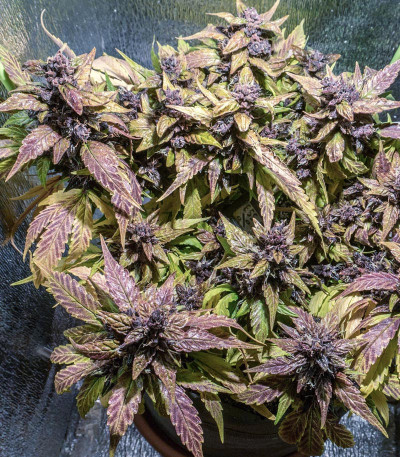 Сорт Auto Purple fem (Pyramid Seeds) Сорт Auto Purple fem (Pyramid Seeds) — изображение 4
