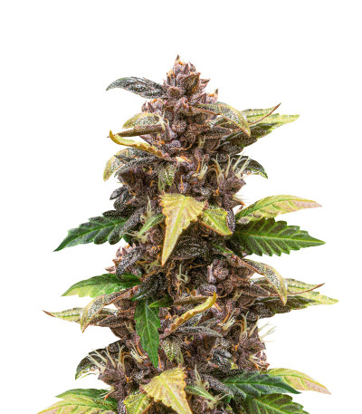 Сорт Auto Purple fem (Pyramid Seeds) Сорт Auto Purple fem (Pyramid Seeds)