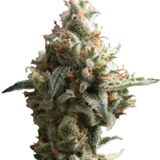 Сорт Auto Super Hash fem (Pyramid Seeds)