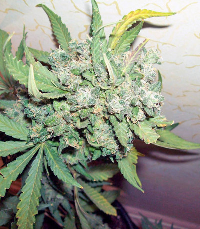 Сорт Auto New York City fem (Pyramid Seeds) Сорт Auto New York City fem (Pyramid Seeds) — изображение 3
