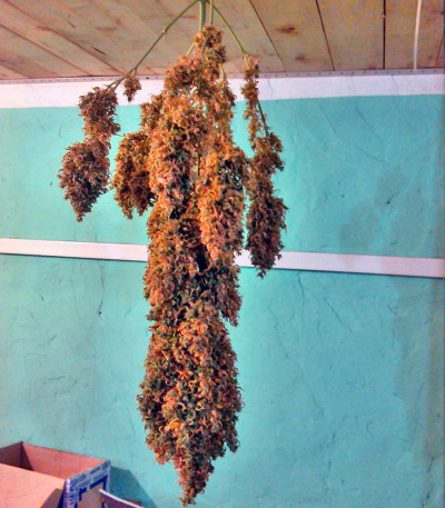 Сорт Auto New York City fem (Pyramid Seeds) Сорт Auto New York City fem (Pyramid Seeds) — изображение 4