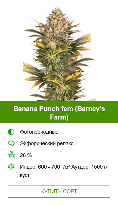 Гроурепорт сорта Banana Punch (Barney's Farm)