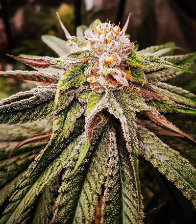 Сорт Banana Punch fem (Barney's Farm) Сорт Banana Punch fem (Barney's Farm) — изображение 3