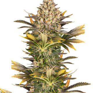 Сорт Banana Punch fem (Barney's Farm) Сорт Banana Punch fem (Barney's Farm)